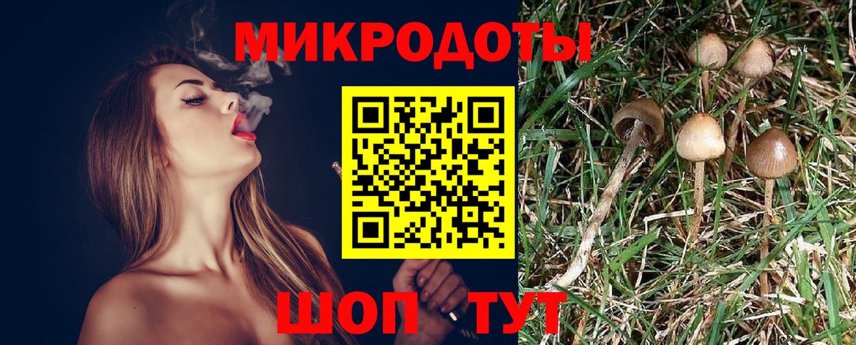 Галлюциногенные грибы Psilocybe Губкин